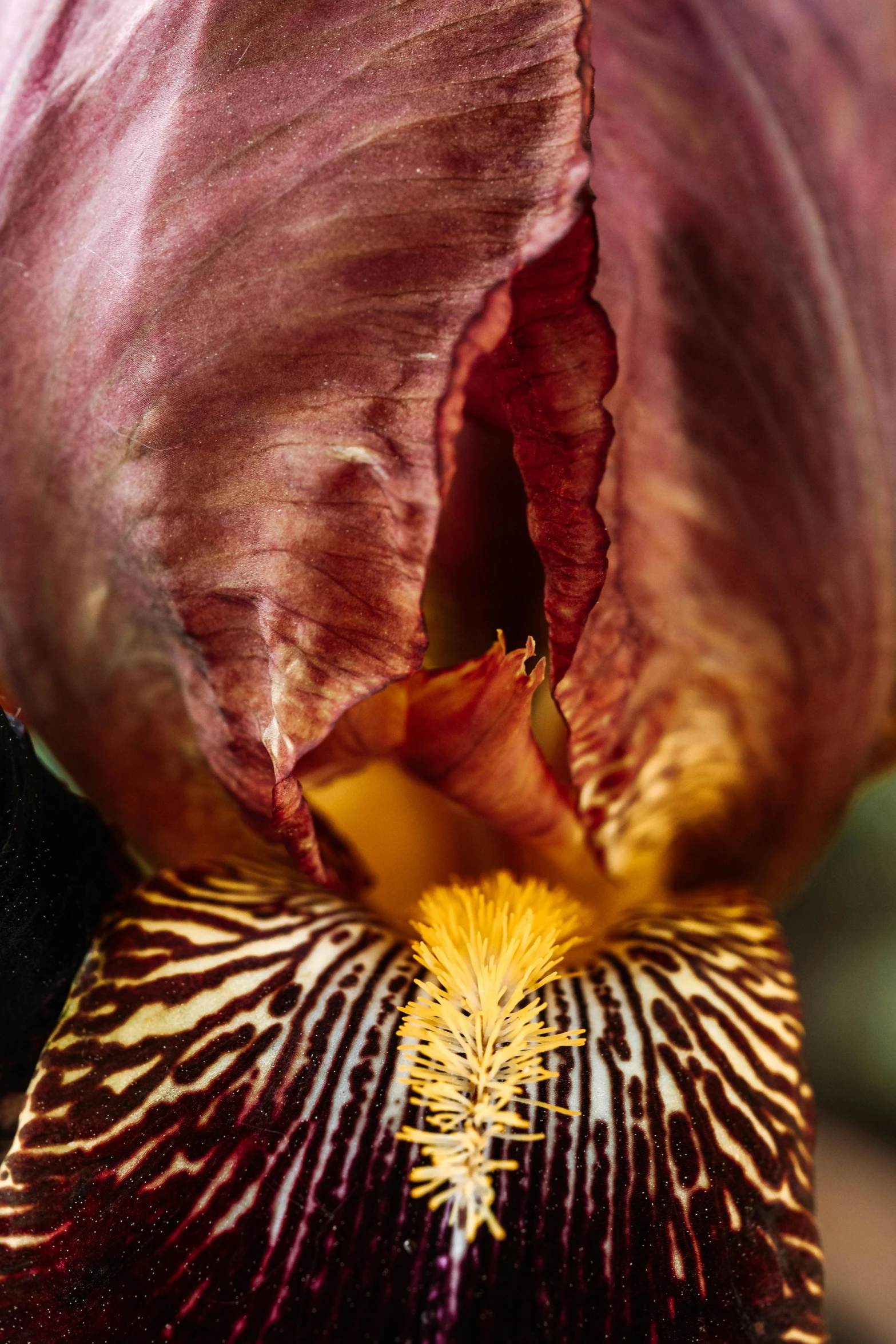 a close up of a purple and yellow flower, a macro photograph, by David Simpson, hurufiyya, their irises are red, inside a cavernous stomach, vibrant vegetation, brown