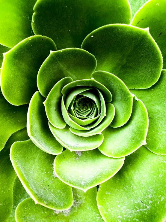 a close up view of a green plant, looking towards the camera