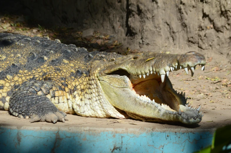 a close up of a crocodile with its mouth open, pexels contest winner, hurufiyya, sitting down, smirking, australian, 🦩🪐🐞👩🏻🦳