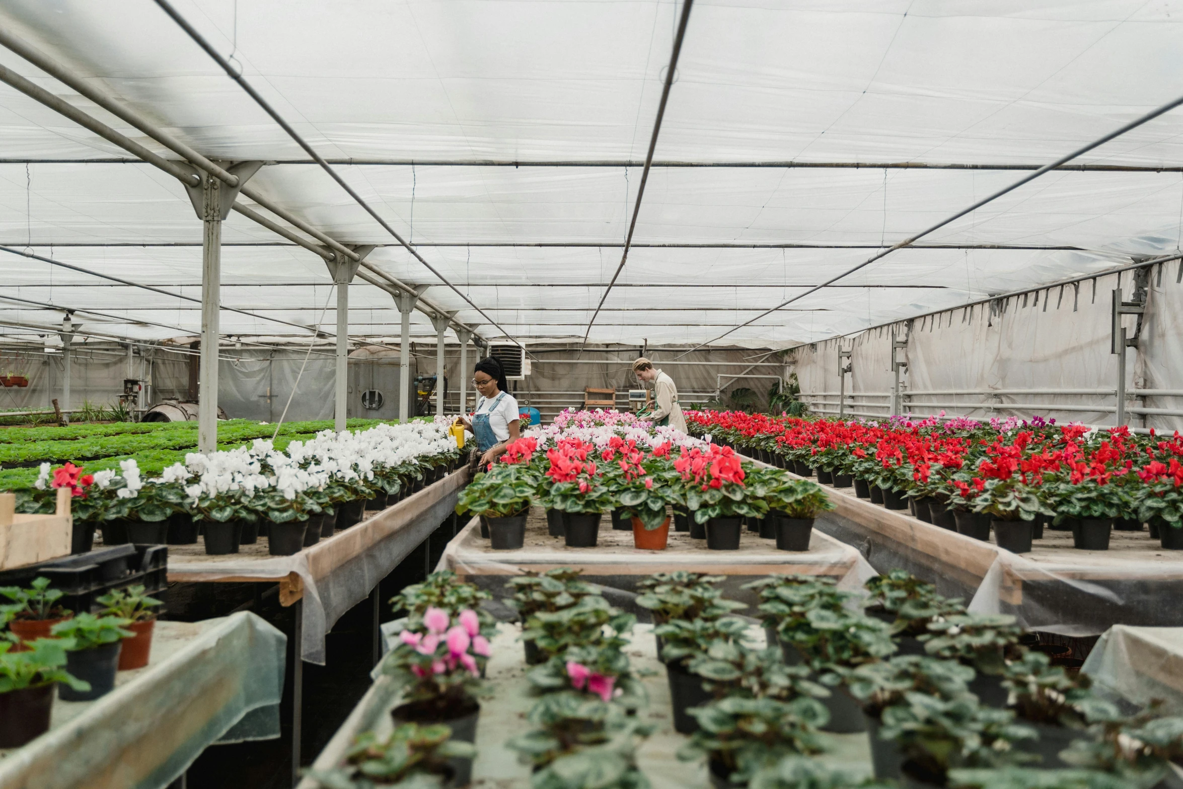 a greenhouse filled with lots of flowers and plants, people at work, geenss archenti flores, thumbnail, shot on sony a 7