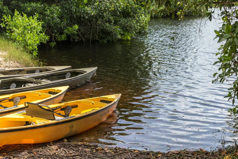 a group of yellow boats sitting on top of a river, by Carey Morris, pexels contest winner, mangrove swamp, on a kayak in a forest, mini lake, kauai