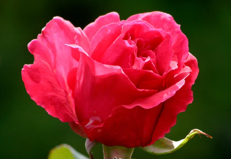 a red rose is blooming with green leaves