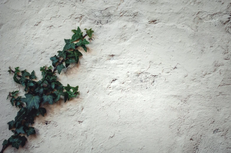 a plant that is growing on the side of a building, a minimalist painting, trending on pexels, postminimalism, ivy, background image, faded parchment, white floor