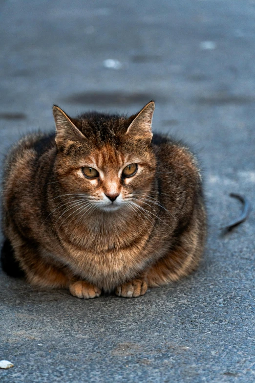 a cat that is sitting on the ground, by Adam Marczyński, extremely fat, an elderly, full frame image, extra wide