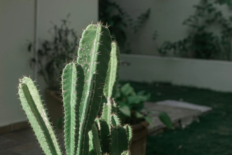 a close up of a cactus plant in a pot, a picture, inspired by Elsa Bleda, pexels contest winner, photorealism, in a garden of a house, cinematic shot ar 9:16 -n 6 -g, patchy cactus, exterior shot