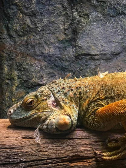 a lizard that is laying down on a log, a colorized photo, pexels contest winner, photorealism, indoor, pet animal, 🦩🪐🐞👩🏻🦳, iguana