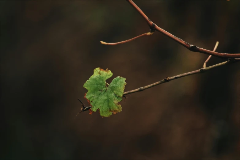 a close up of a leaf on a tree branch, unsplash, paul barson, single, vines and thorns, various posed