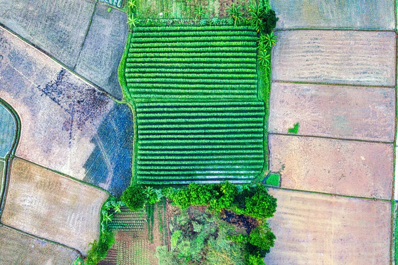 an aerial view of a field of crops, an album cover, unsplash contest winner, vietnam, high polygon, commercially ready, postprocessed