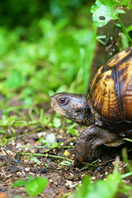 a close up of a turtle on the ground, prowling through the forest, slide show, multicoloured, high - resolution