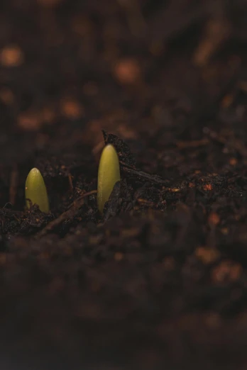a close up of a plant sprouting out of the ground, by Attila Meszlenyi, unsplash, video still, ilustration, high angle shot, predawn