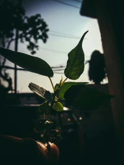 a person holding a small plant in their hand, a picture, inspired by Elsa Bleda, unsplash, happening, harsh sunlight, late evening, shot on sony alpha dslr-a300, shot on gopro9