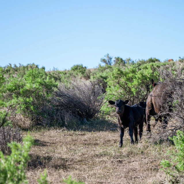 a couple of cows that are standing in the grass, by Linda Sutton, unsplash, figuration libre, new mexico, bushes, near the beach, low quality photo