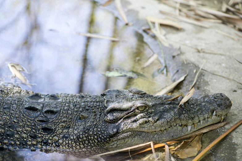 a close up of a crocodile in a body of water, by Terese Nielsen, pexels contest winner, hurufiyya, lisa brawn, a handsome, swampy, high angle close up shot