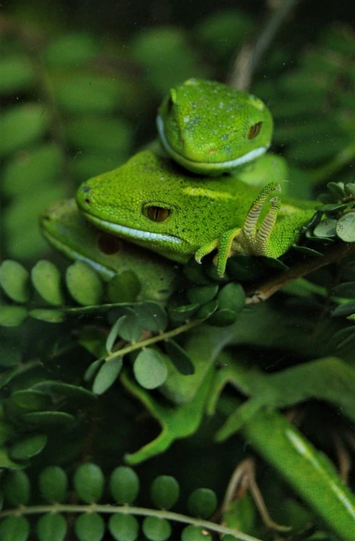 a green frog sitting on top of a tree branch, a picture, trending on pexels, adult pair of twins, covered in plants, gecko, mint