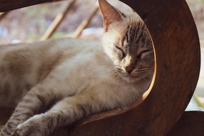 a cat that is laying down on a chair, circular face, wooden, rusty, sleep