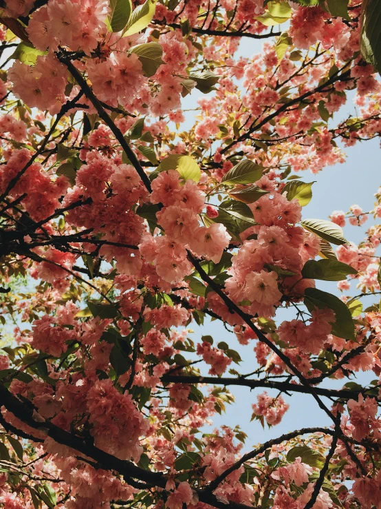 a tree with pink flowers against a blue sky, by Anna Haifisch, unsplash, 🎀 🗡 🍓 🧚, instagram story, may)