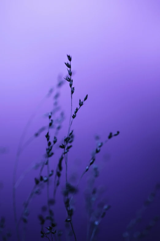 a purple background with grass in the foreground, unsplash, conceptual art, soft blue lighting, monocolor, indigo, blue