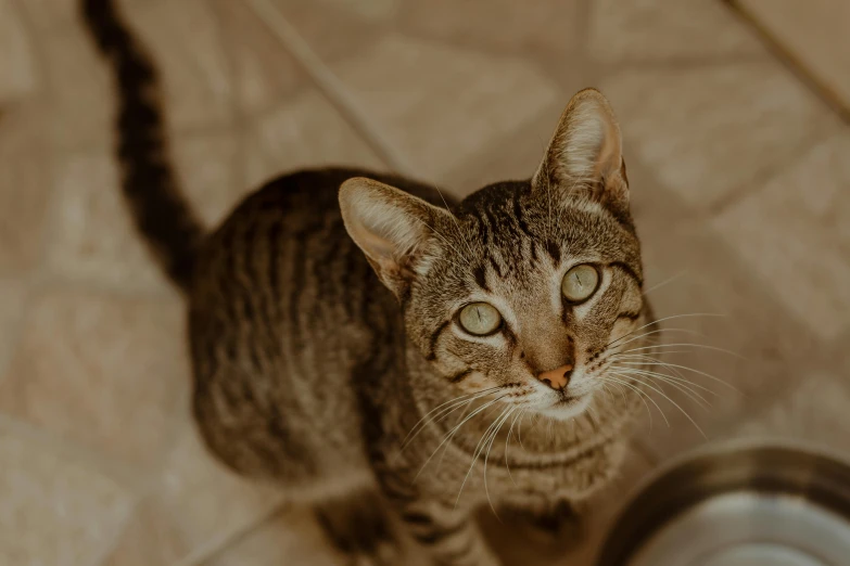 a cat standing next to a bowl on a tiled floor, pexels contest winner, short brown hair and large eyes, brown:-2, close up portrait photo, young male