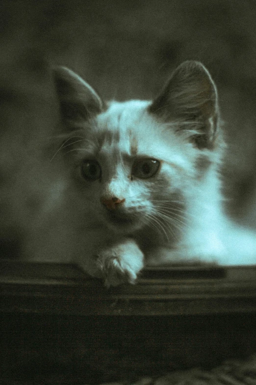 a kitten sitting on top of a wooden table, inspired by Elsa Bleda, paul barson, ((portrait)), ghostly, portrait of a small