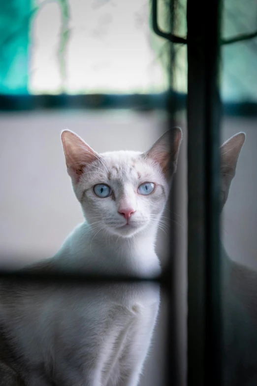 a white cat with blue eyes sitting in front of a window, by Basuki Abdullah, journalism photo, multiple stories, young male, mirrored