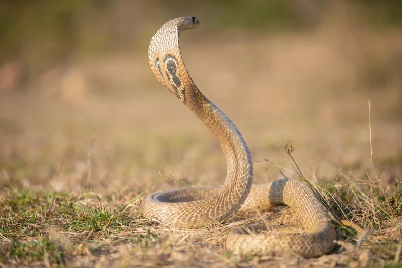 a snake that is laying down in the grass, trending on pexels, cobra, india, in a fighting stance, tan, composite