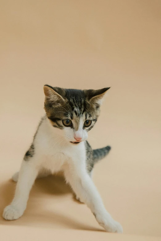 a gray and white cat standing on its hind legs, trending on pexels, minimalism, brown:-2, intense fighting, portrait of small, gif