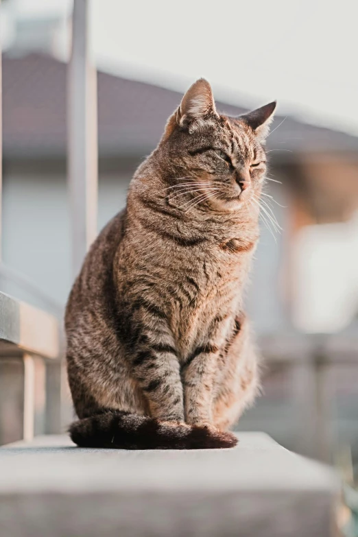 a cat that is sitting on a ledge