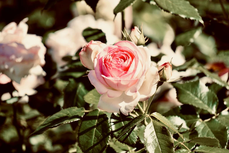 a pink flower is on a stem with leaves