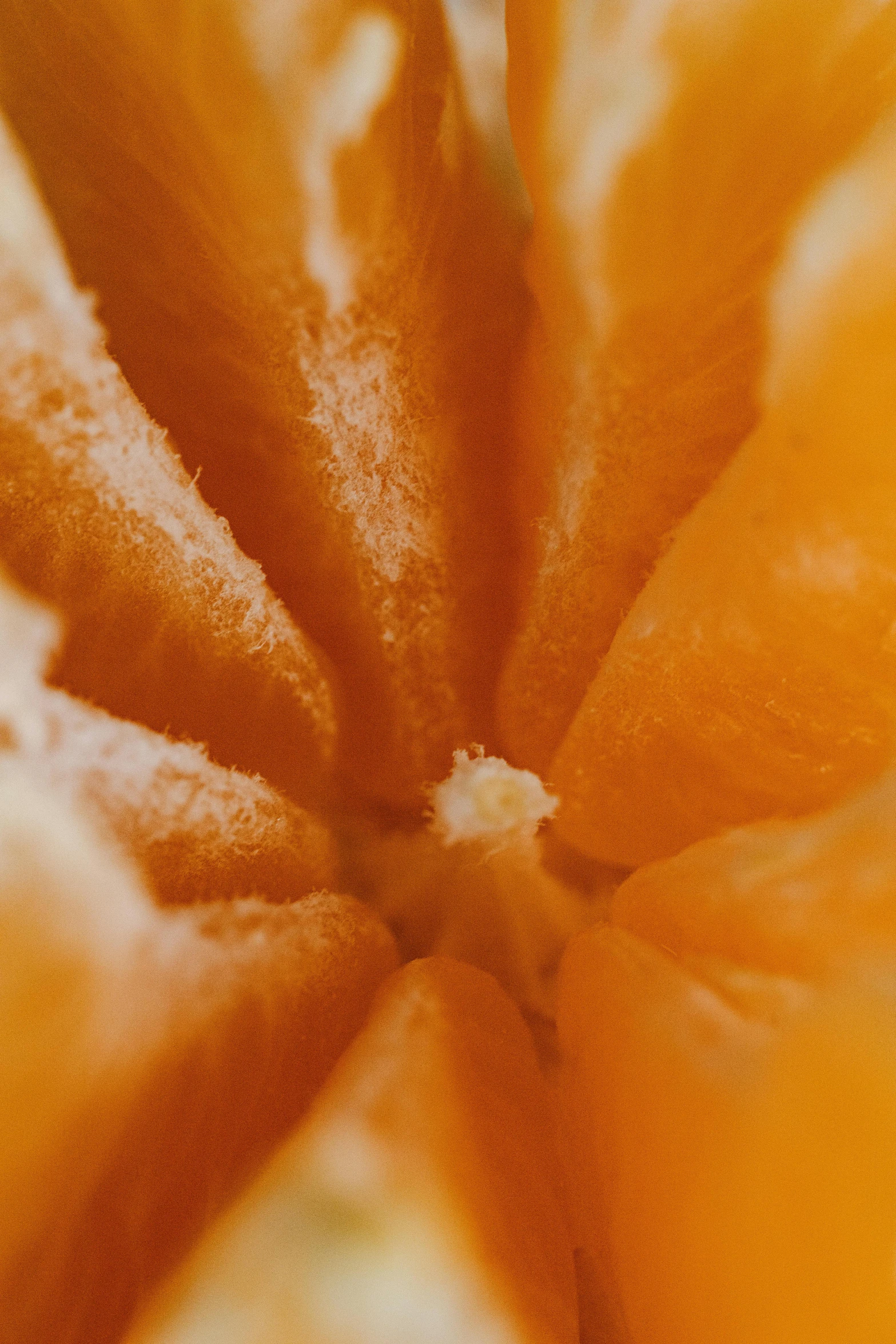 a close up of an orange cut in half, a macro photograph, by David Simpson, pexels, made of glazed, seasonal, thick lining, ultrawide image