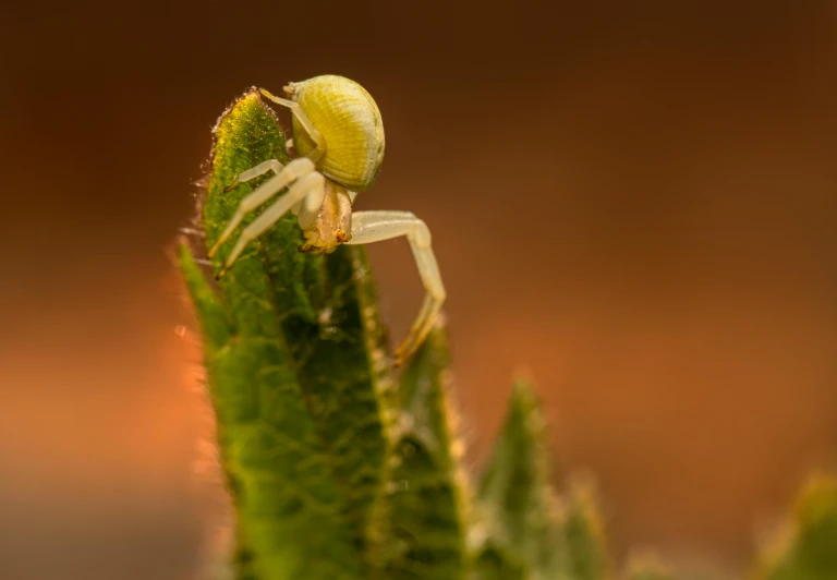 a spider sitting on top of a green plant, a macro photograph, by Eglon van der Neer, pale green glow, spider legs large, portrait of small