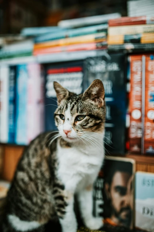 a cat sitting on top of a pile of books, a portrait, by Julia Pishtar, pexels contest winner, happening, sitting on a store shelf, small freckles, portrait featured on unsplash, multiple stories