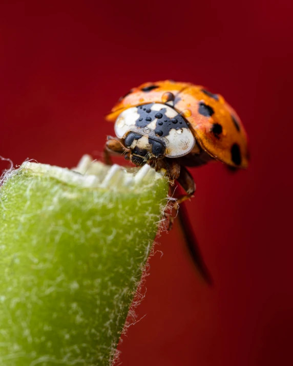 a ladybug sitting on top of a green plant, a macro photograph, pexels contest winner, renaissance, perched on a skyscraper, in front of an orange background, slide show, white with black spots