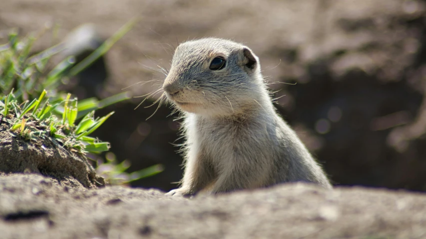 a close up of a small animal near a rock, in the sun, posing for the camera, round portruding chin, explore
