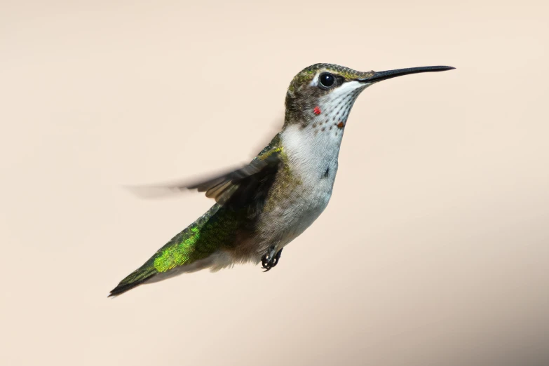 a bird that is flying in the air, by Jim Murray, pexels, bee hummingbird, ultra high pixel detail, female floating, portrait of a small