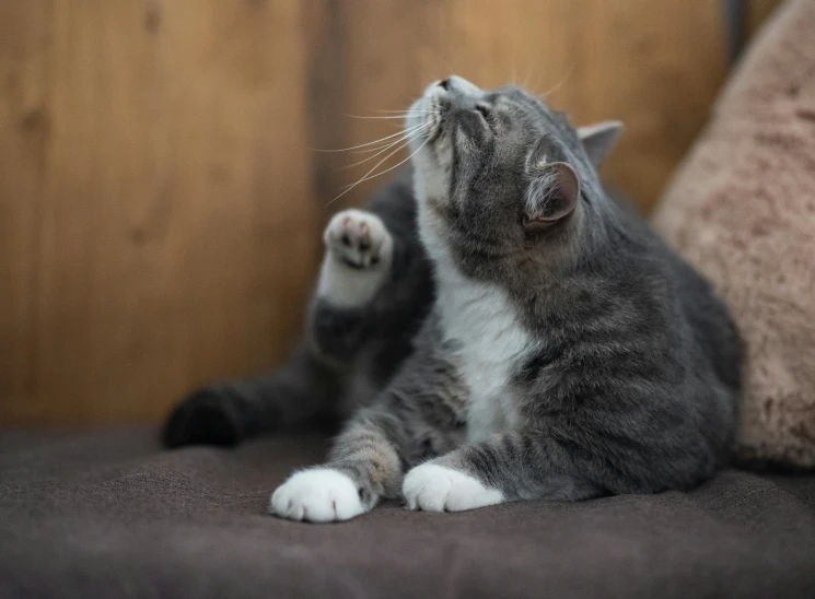 a cat sitting on top of a bed next to a pillow, scratching head, some dust in the air, with arms up, soft chin