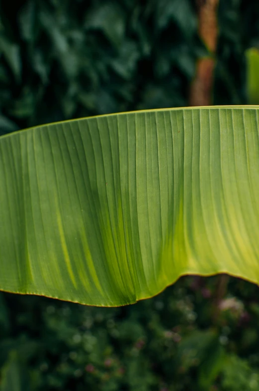 a close up of a banana leaf on a tree, multiple stories, highly upvoted, light green, medium-shot