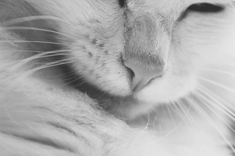 a black and white photo of a cat, by Emma Andijewska, dreamy soft, mouse nose, gleaming silver, with closed eyes