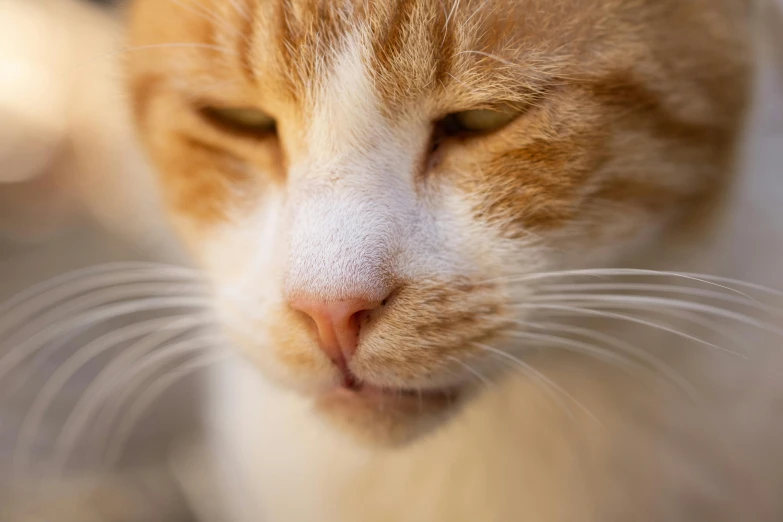 a close up of a cat with its eyes closed, a stipple, trending on pexels, orange head, square nose, young male, low dof