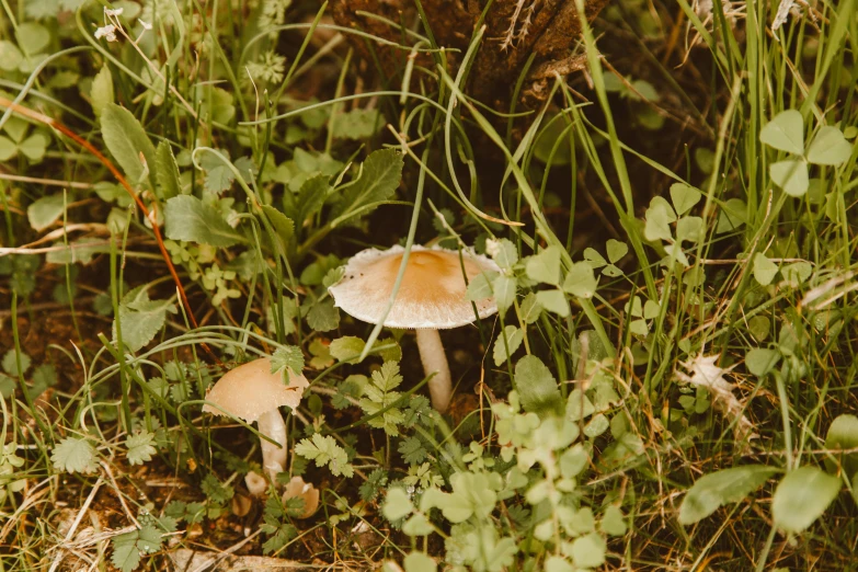 a bunch of mushrooms that are in the grass