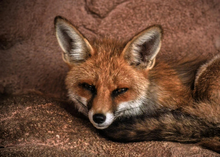 a close up of a fox laying on a rock, slightly tanned, mixed animal