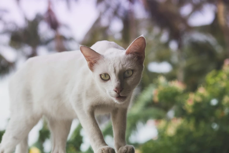 a white cat standing on top of a wooden fence, pexels contest winner, arabesque, hairless, zoomed in shots, on a tree, cinematic shot ar 9:16 -n 6 -g