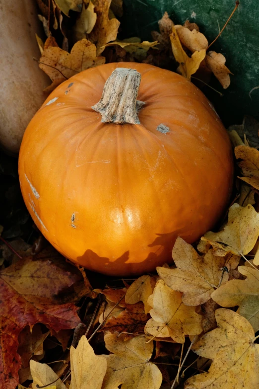 a pumpkin sitting on top of a pile of leaves, slide show, photograph