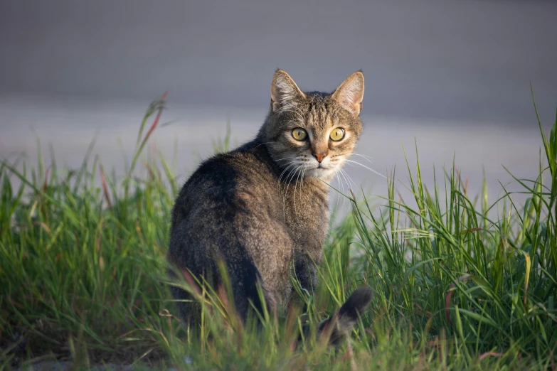 a cat that is sitting in the grass, during a sunset