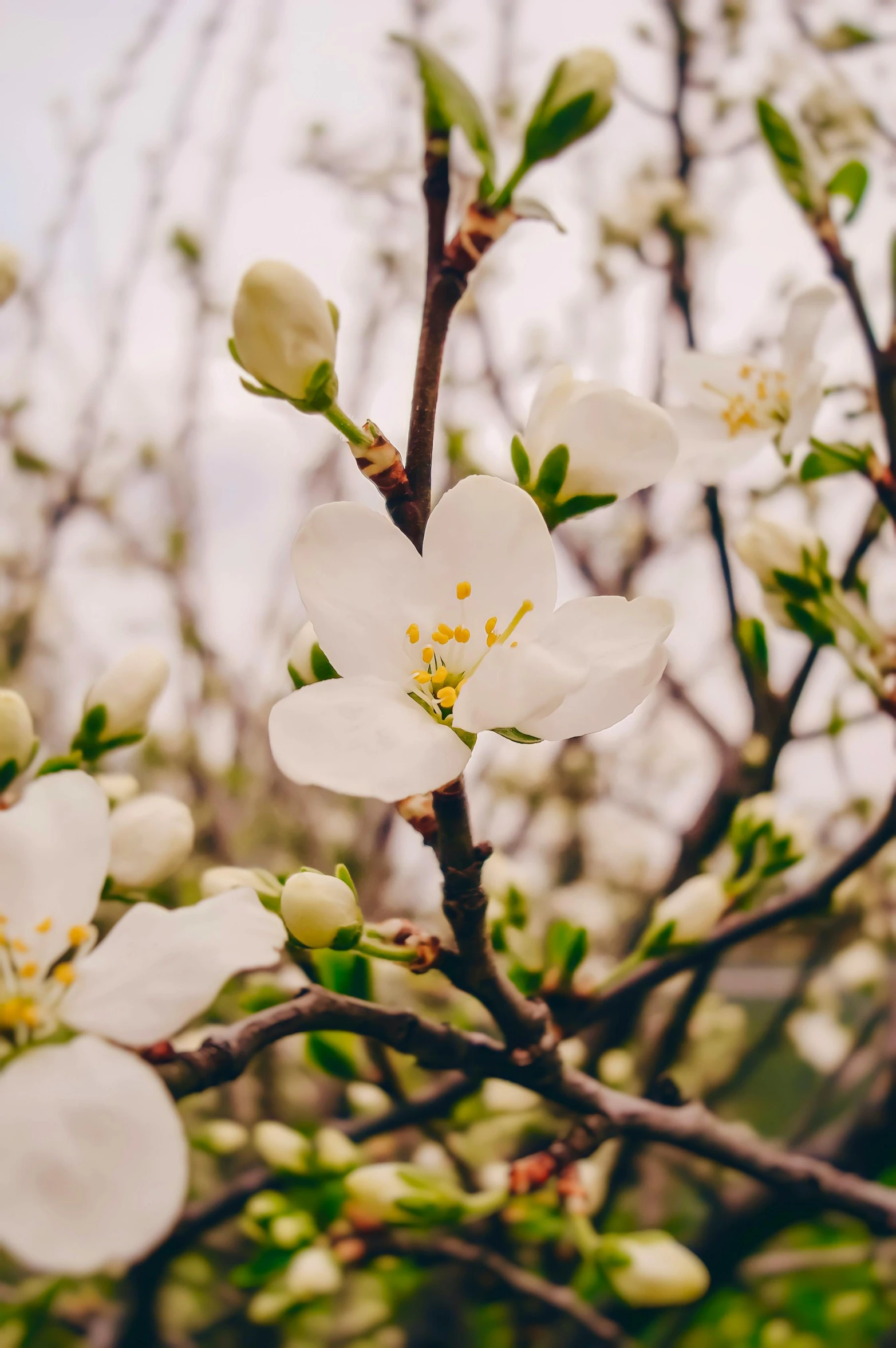 a close up of some white flowers on a tree, trending on unsplash, fruit trees, graphic”, vivid)