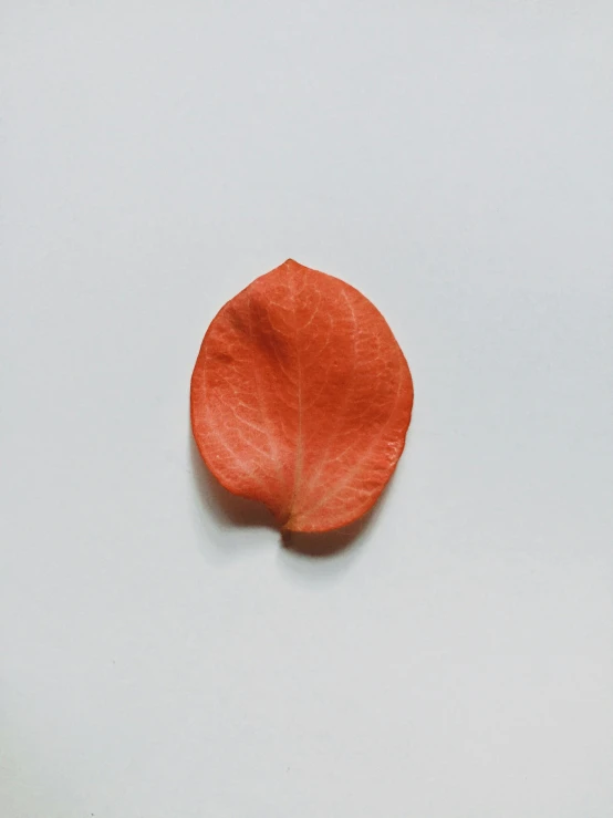 an orange flower sitting on top of a white surface, by Rebecca Horn, color leaves, ignant, red, jen yoon