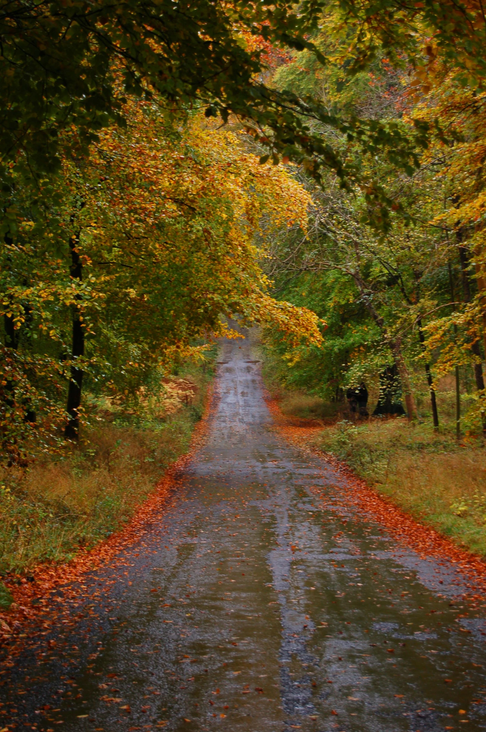 an empty road in the middle of a forest, by Robert Storm Petersen, slide show, autumn rain turkel, 2 5 6 x 2 5 6 pixels, nature photography 4k