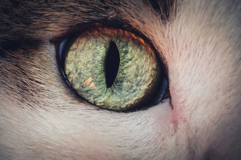 a close up of a cat's green eye, by Adam Marczyński, trending on pexels, extremely detailed and realistic, you looking into the maw, instagram picture, eyes are yellow
