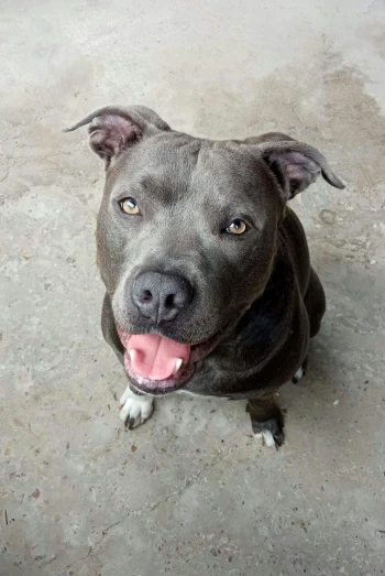 a brown dog sitting on top of a cement floor, pitbull, big grey blue eyes, mid 2 0's female, jenna barton
