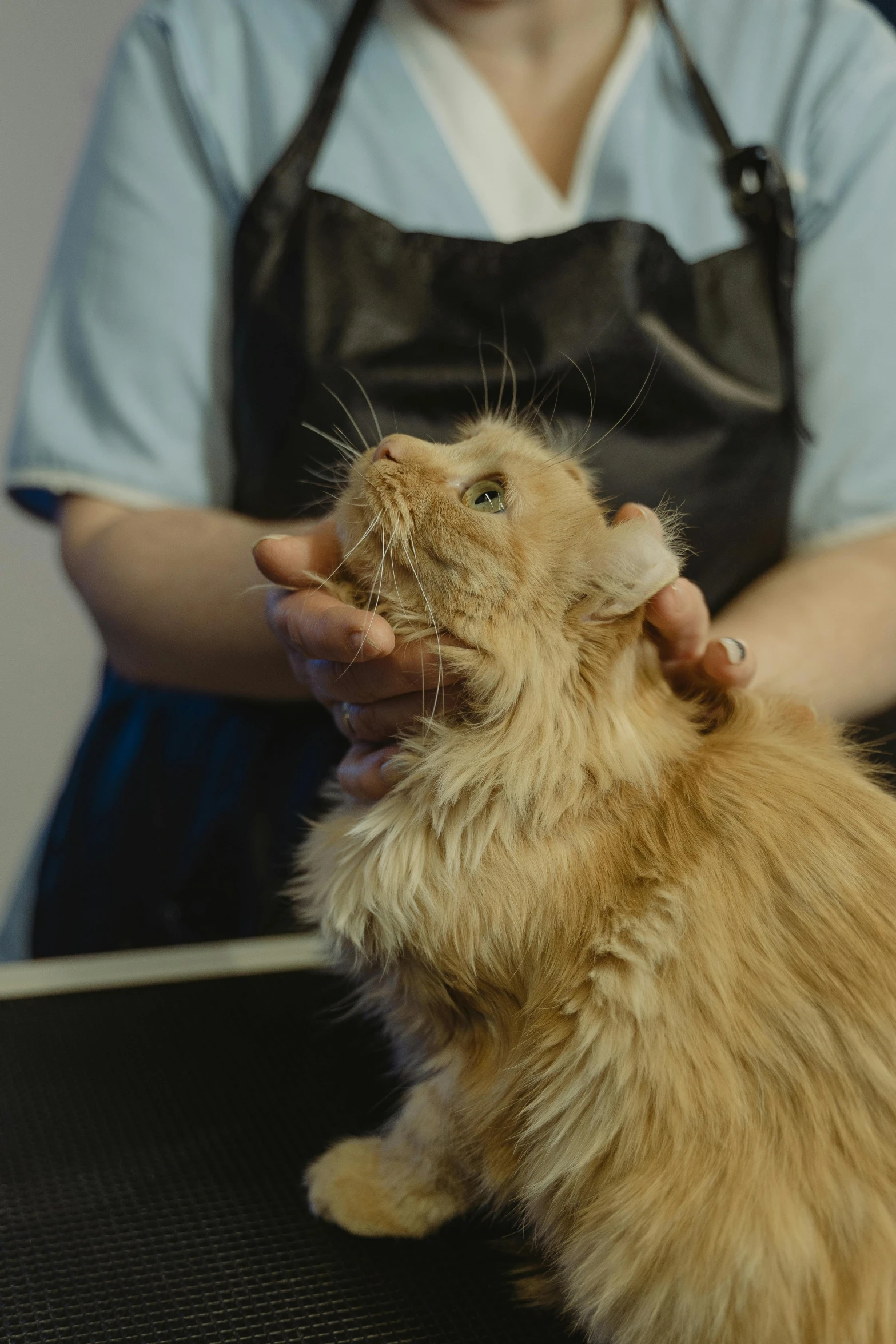 a close up of a person petting a cat, moulting, curls on top of his head, staff, ready to model