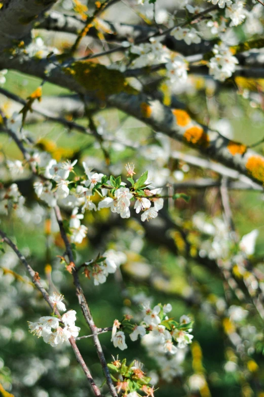 a bird sitting on top of a branch of a tree, an album cover, inspired by Elsa Bleda, pexels, almond blossom, garden with fruits on trees, loosely cropped, print ready